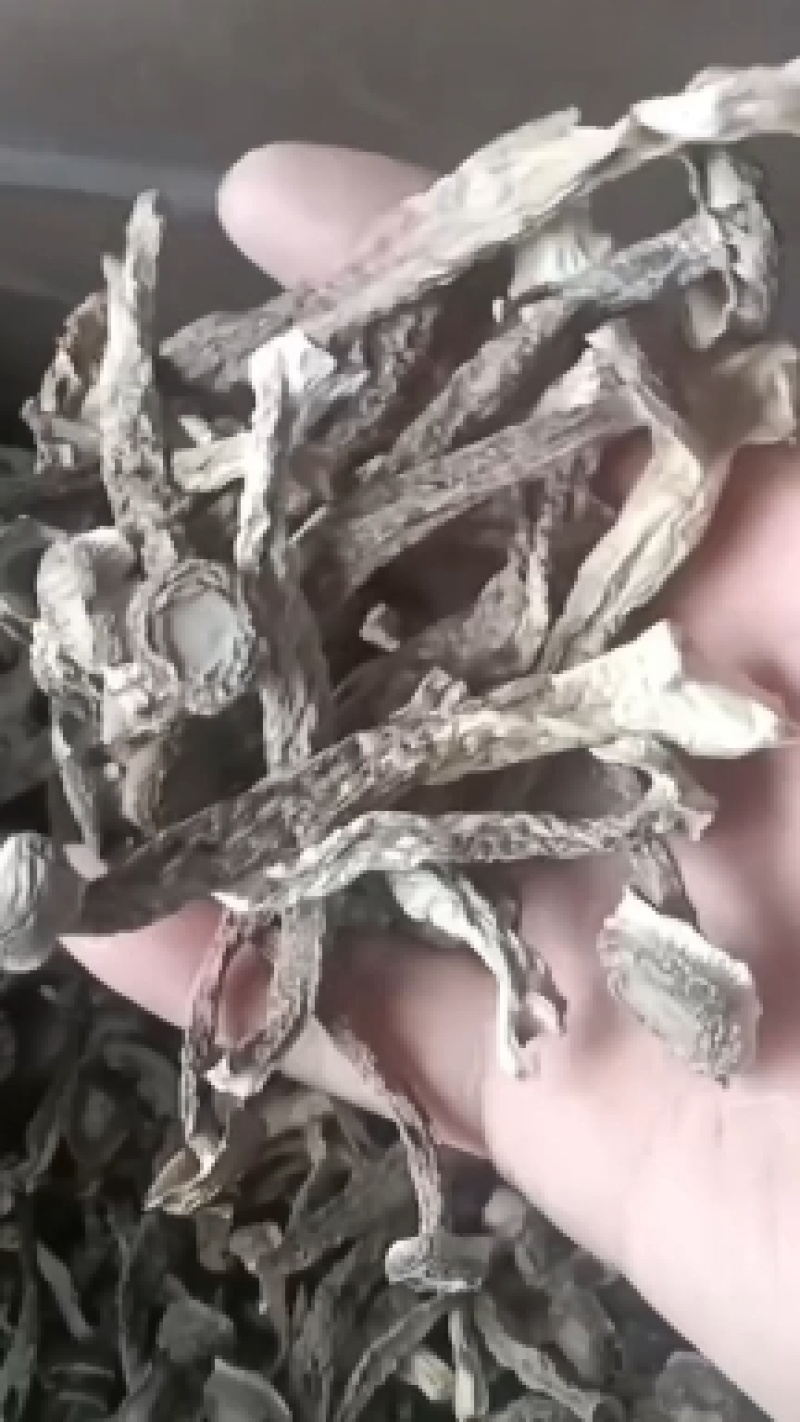 直销鹿茸菇