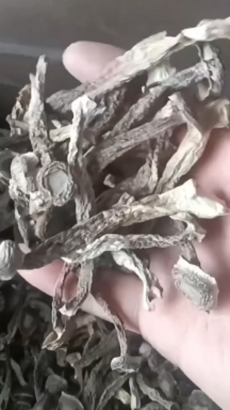 直销鹿茸菇
