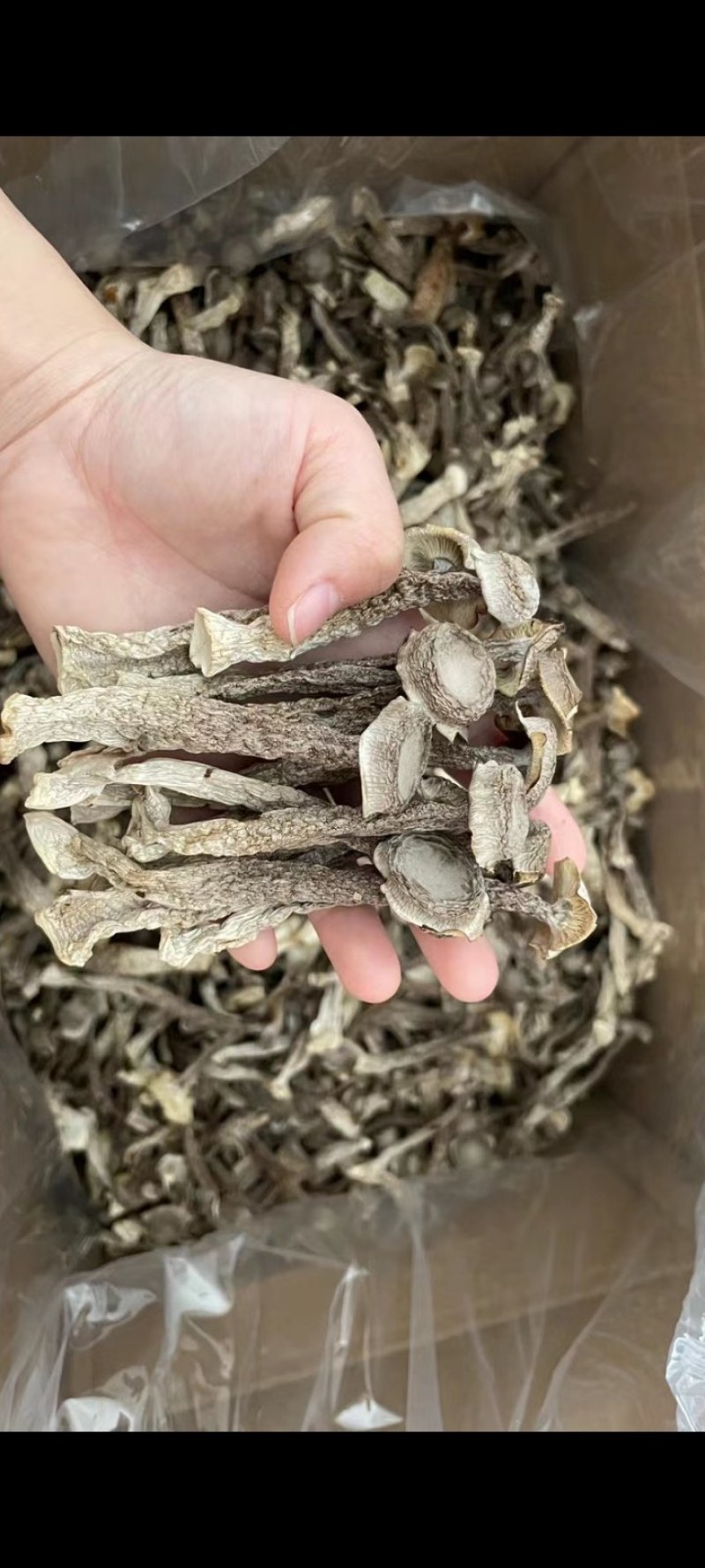 直销鹿茸菇