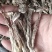 直销鹿茸菇