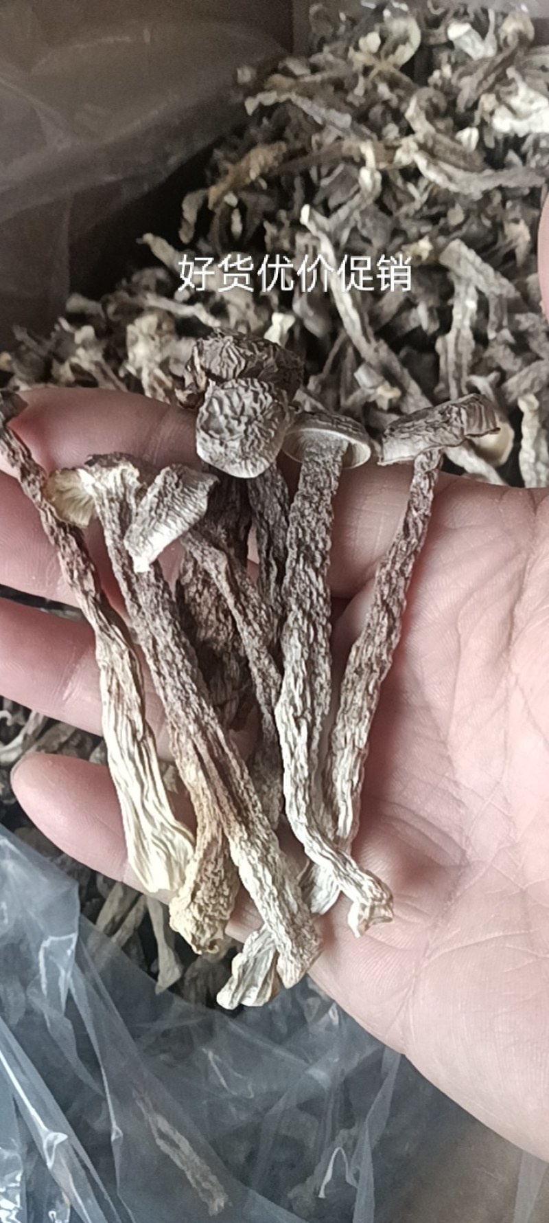 直销鹿茸菇