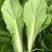 奶白菜芽白苗（产地直供）保质保量