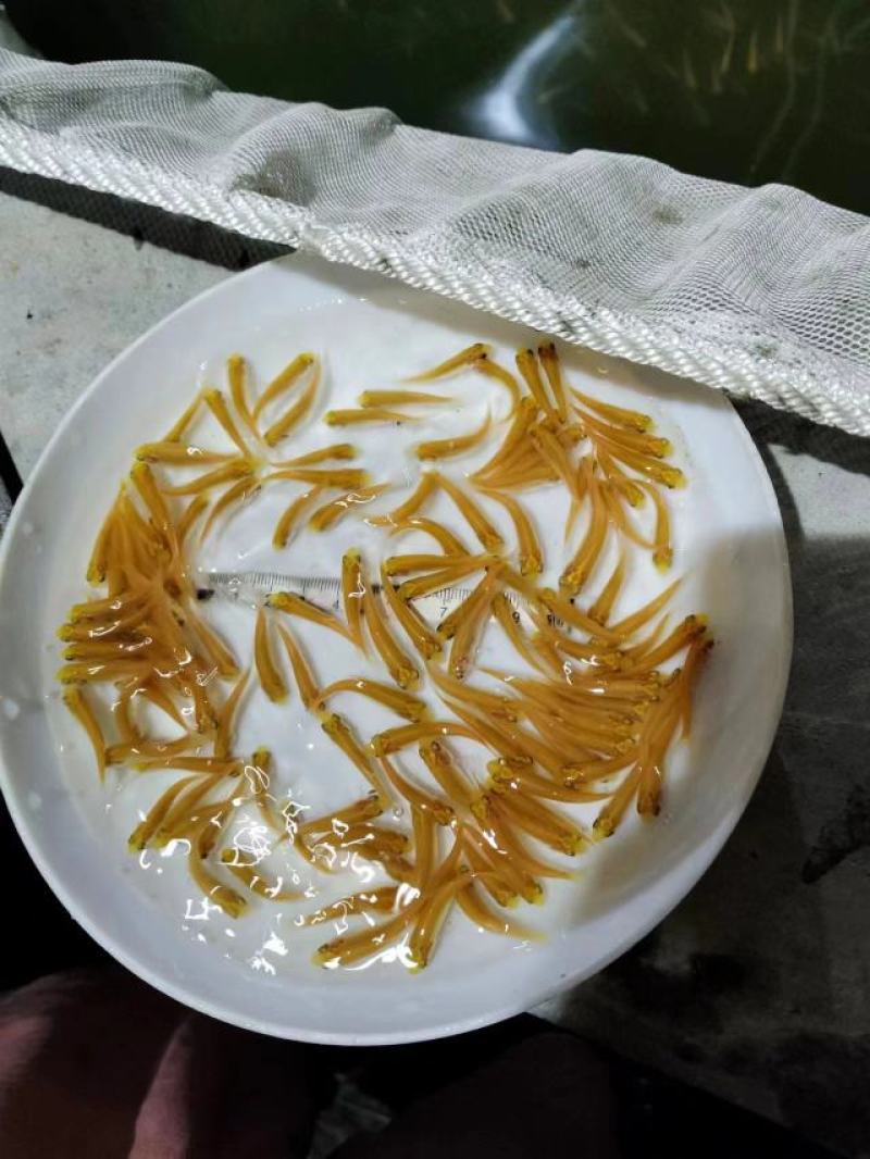金丝草鱼苗，黄金草鱼苗专业育苗，量大从优，全国空运