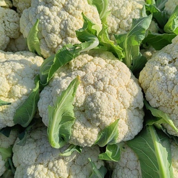 大量松花菜精品，欢迎老板采购！