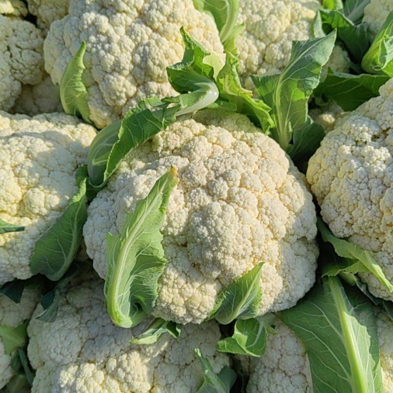 大量松花菜精品，欢迎老板采购！