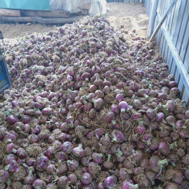 河南濮阳洋葱大量上市中