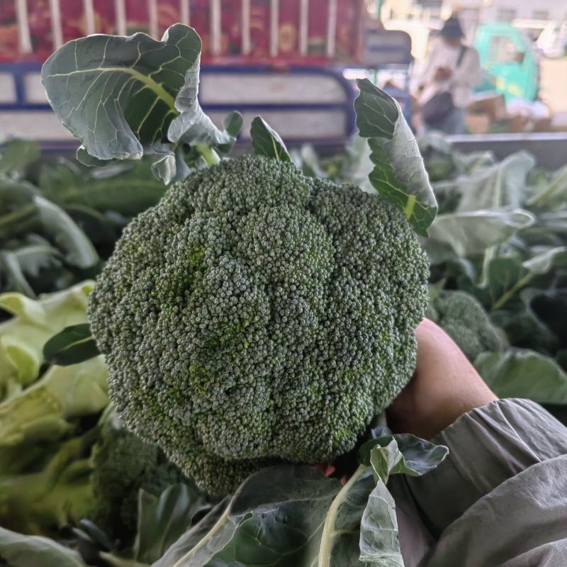 大量西蓝花精品，欢迎老板采购！