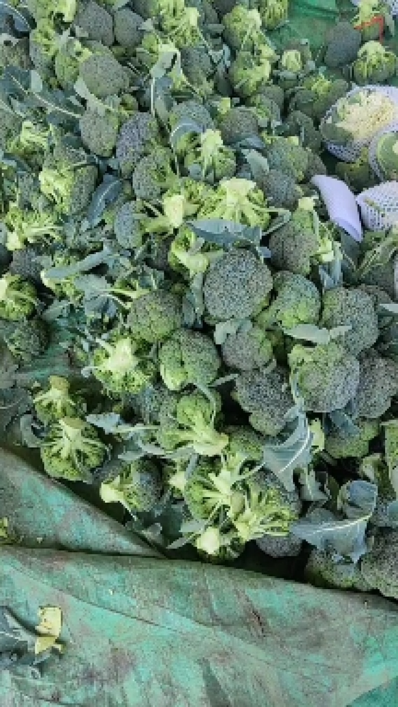 大量西蓝花精品，欢迎老板采购！