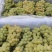 弥勒水晶葡萄大量上市，实力代办，质量**