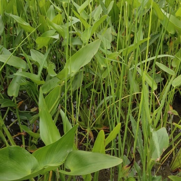 水生植物梭鱼草