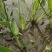 水生植物梭鱼草