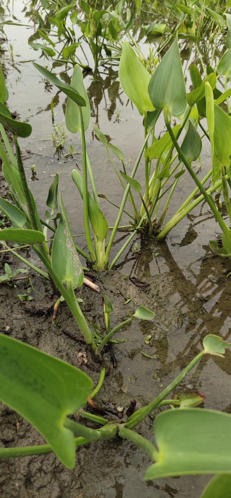 水生植物梭鱼草