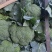 大量西蓝花精品，欢迎老板采购！