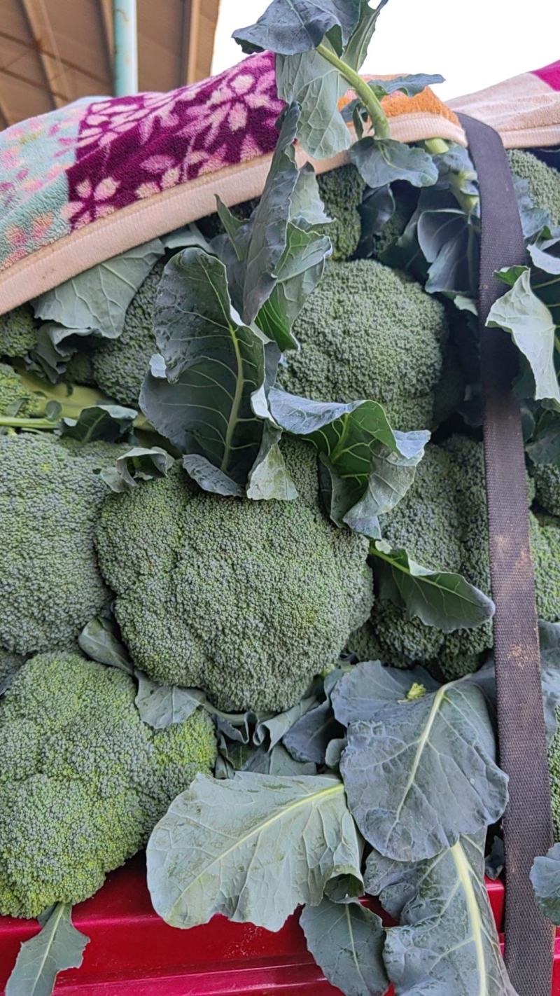 大量西蓝花精品，欢迎老板采购！