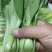 精品小菠菜上海青小油菜奶白菜大量上市