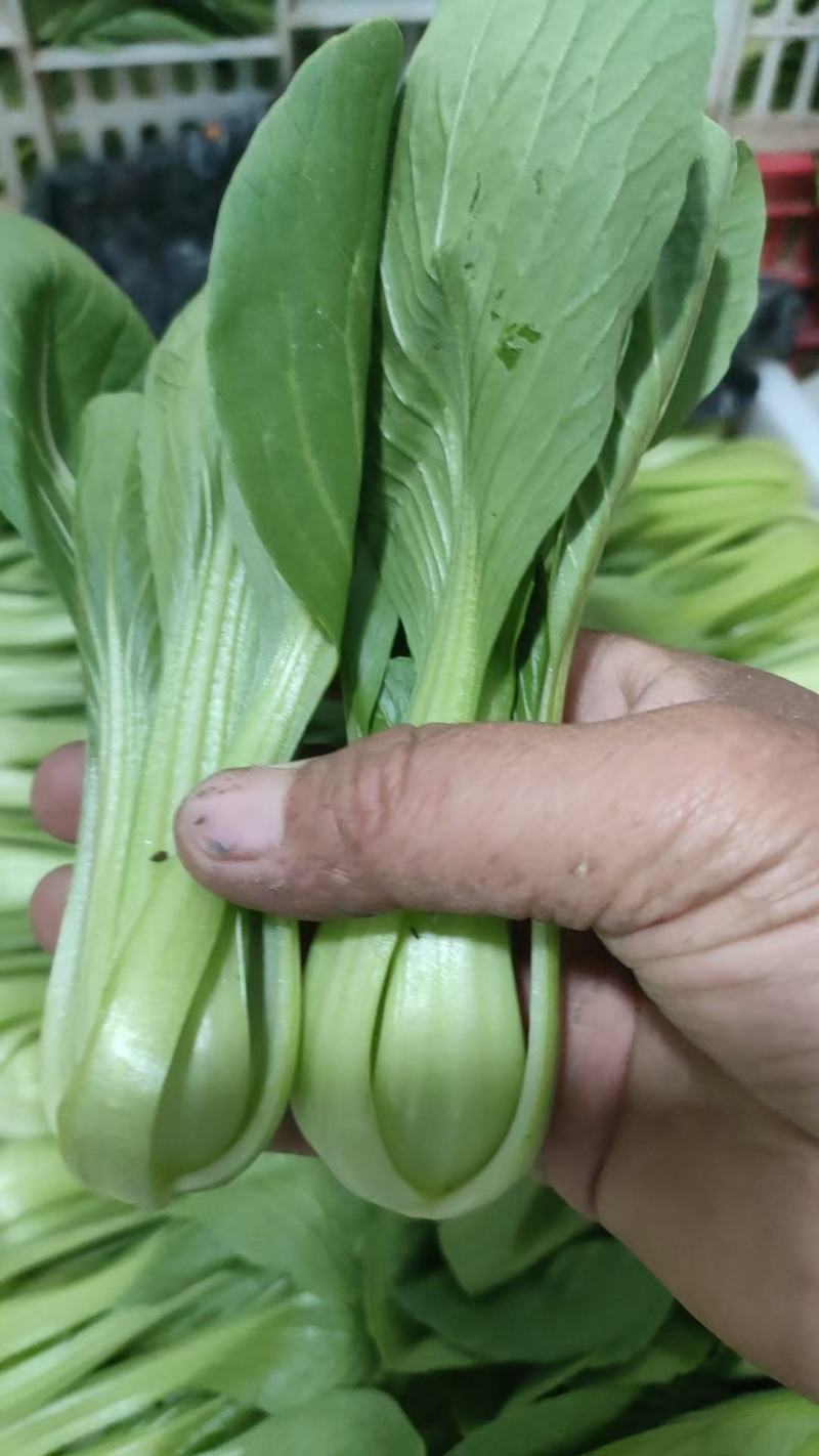 精品小菠菜上海青小油菜奶白菜大量上市