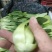 精品小菠菜上海青小油菜奶白菜大量上市