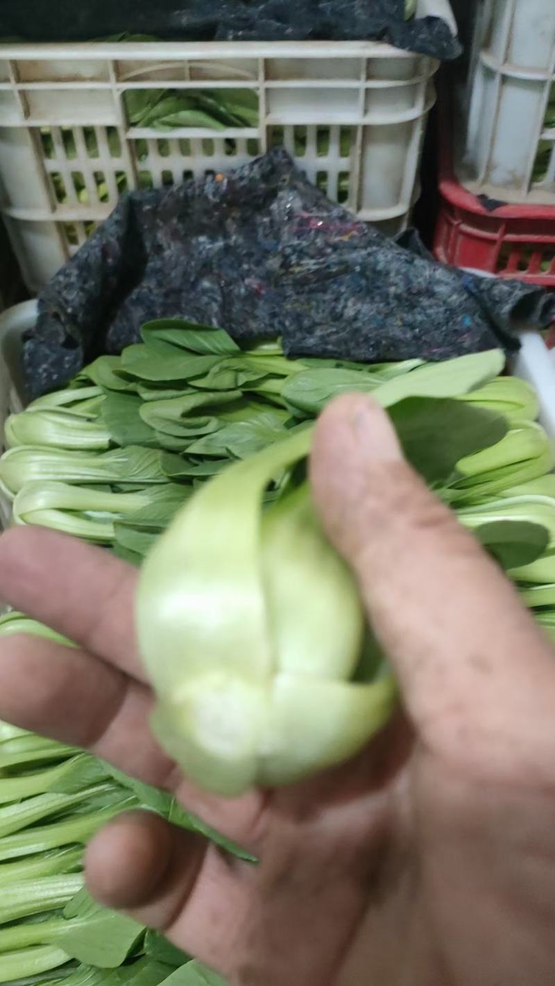 精品小菠菜上海青小油菜奶白菜大量上市