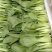精品小菠菜上海青小油菜奶白菜大量上市