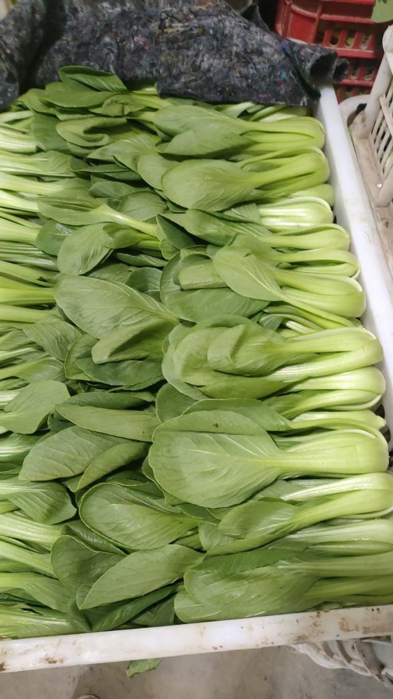 精品小菠菜上海青小油菜奶白菜大量上市