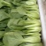 精品小菠菜上海青小油菜奶白菜大量上市