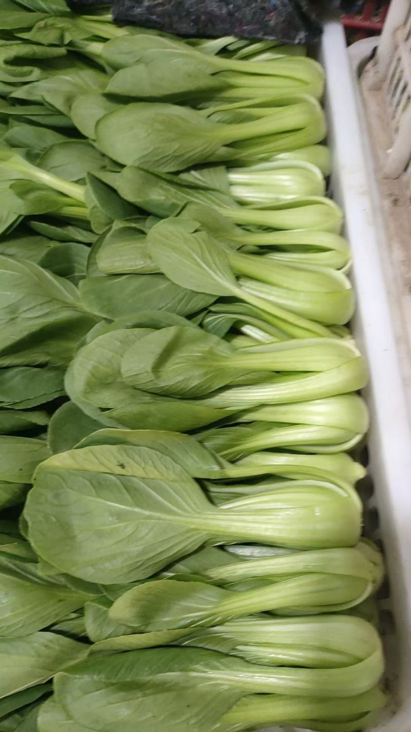 精品小菠菜上海青小油菜奶白菜大量上市