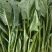 精品小菠菜上海青小油菜奶白菜大量上市