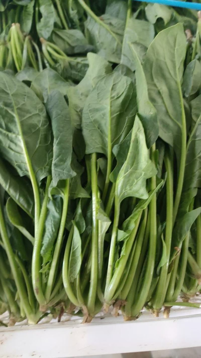 精品小菠菜上海青小油菜奶白菜大量上市