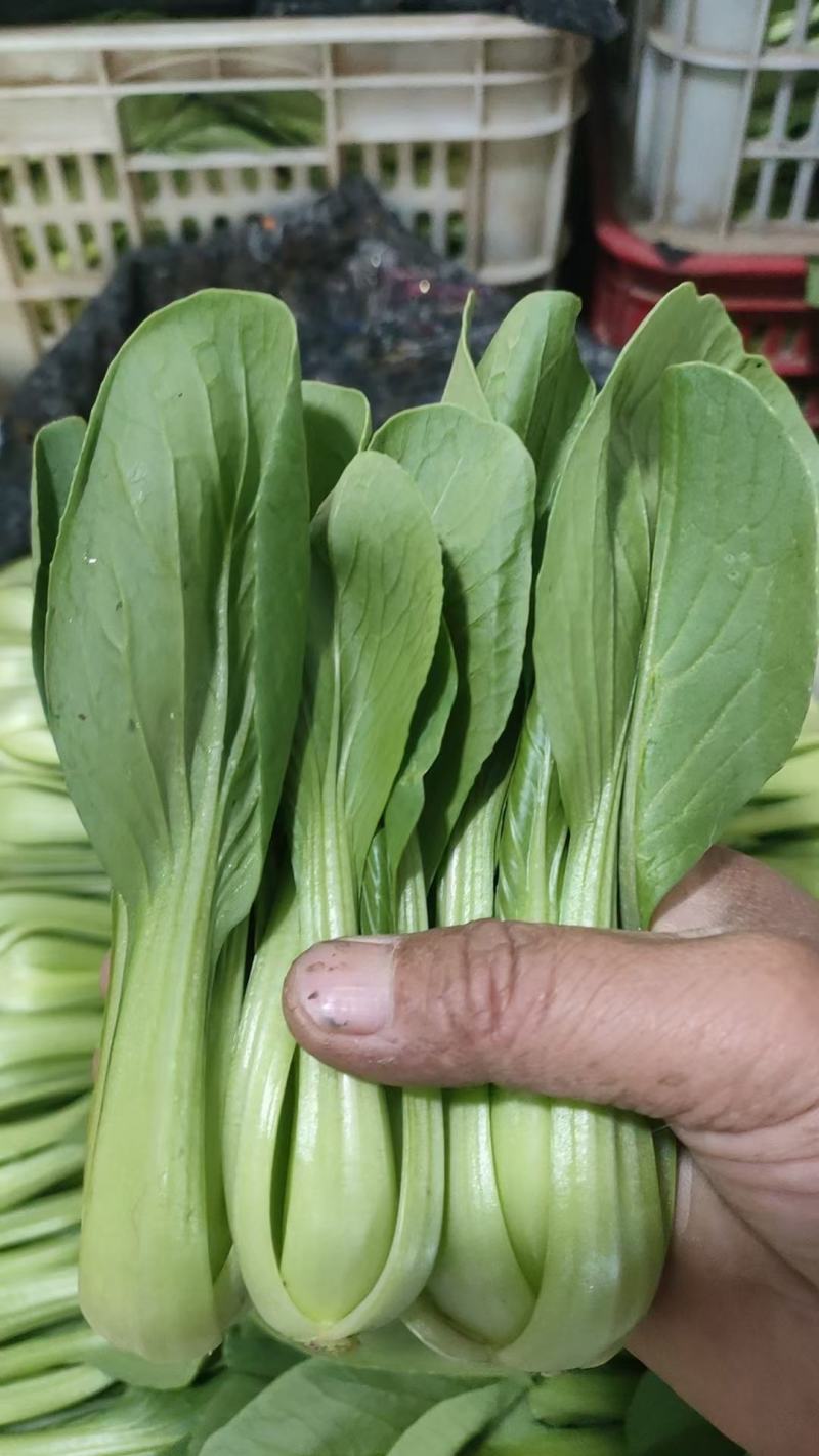 精品小菠菜上海青小油菜奶白菜大量上市