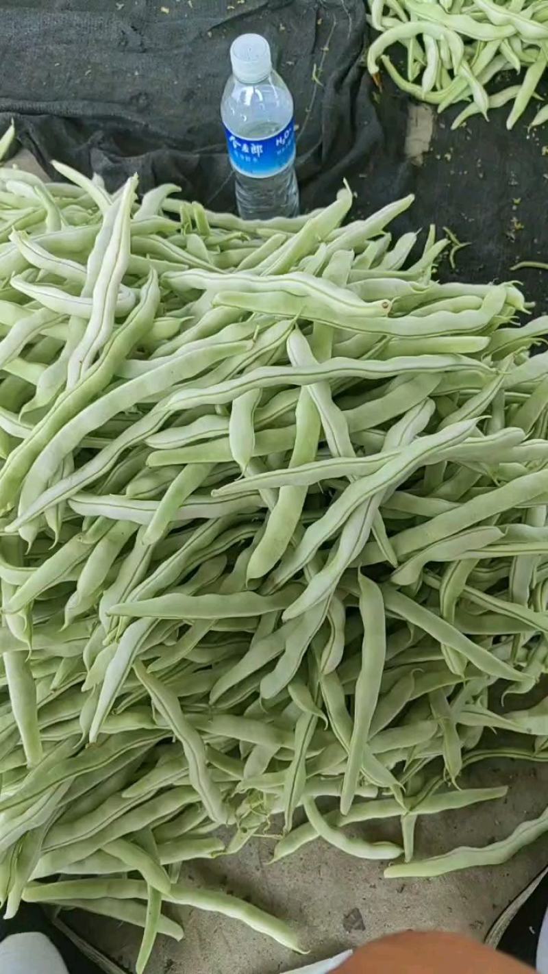 精品大量，白芸豆角欢迎老板采购！