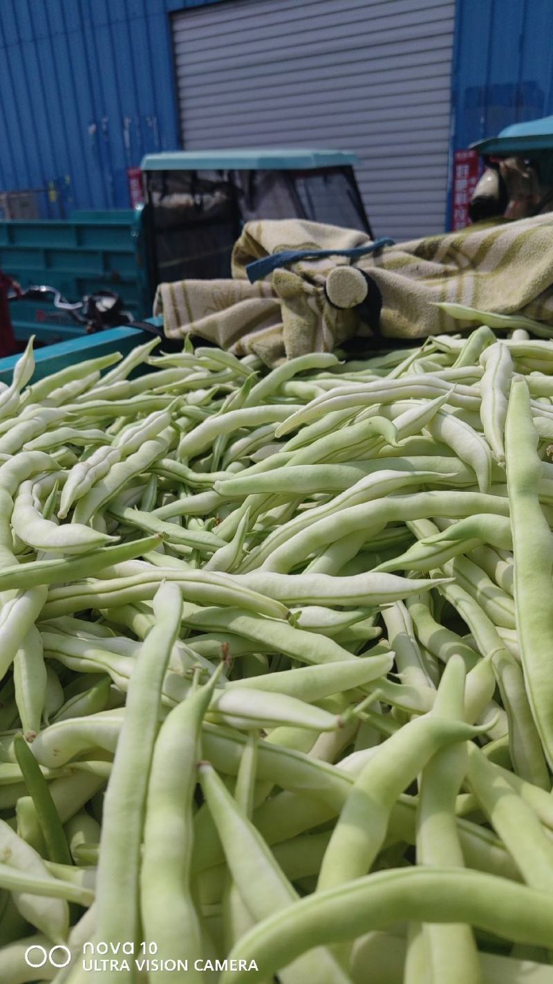 精品大量，白芸豆角欢迎老板采购！