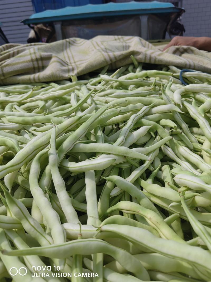精品大量，白芸豆角欢迎老板采购！