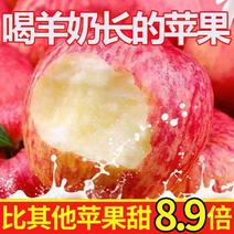 果小北羊奶苹果当季新鲜红富士苹果水果丑苹果一整箱直发