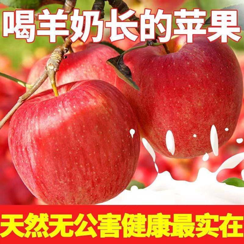 果小北羊奶苹果当季新鲜红富士苹果水果丑苹果一整箱直发