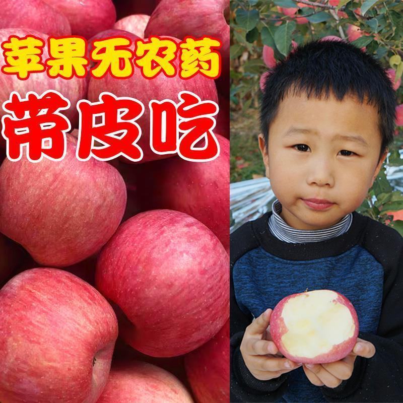 山东烟台红富士栖霞苹果水果吃的新鲜现摘脆甜一级当季整箱批