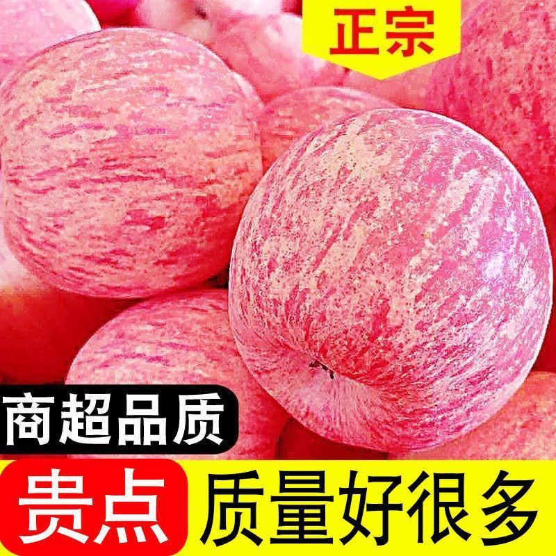 山东烟台红富士栖霞苹果水果吃的新鲜现摘脆甜一级当季整箱批