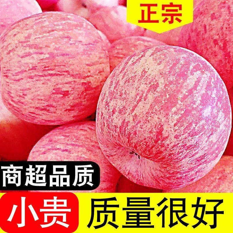 山东烟台红富士栖霞苹果水果吃的新鲜现摘脆甜一级当季整箱批