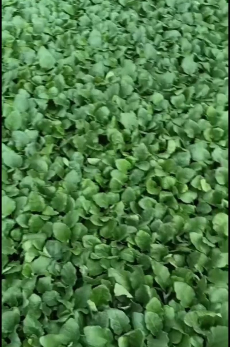 茄子苗