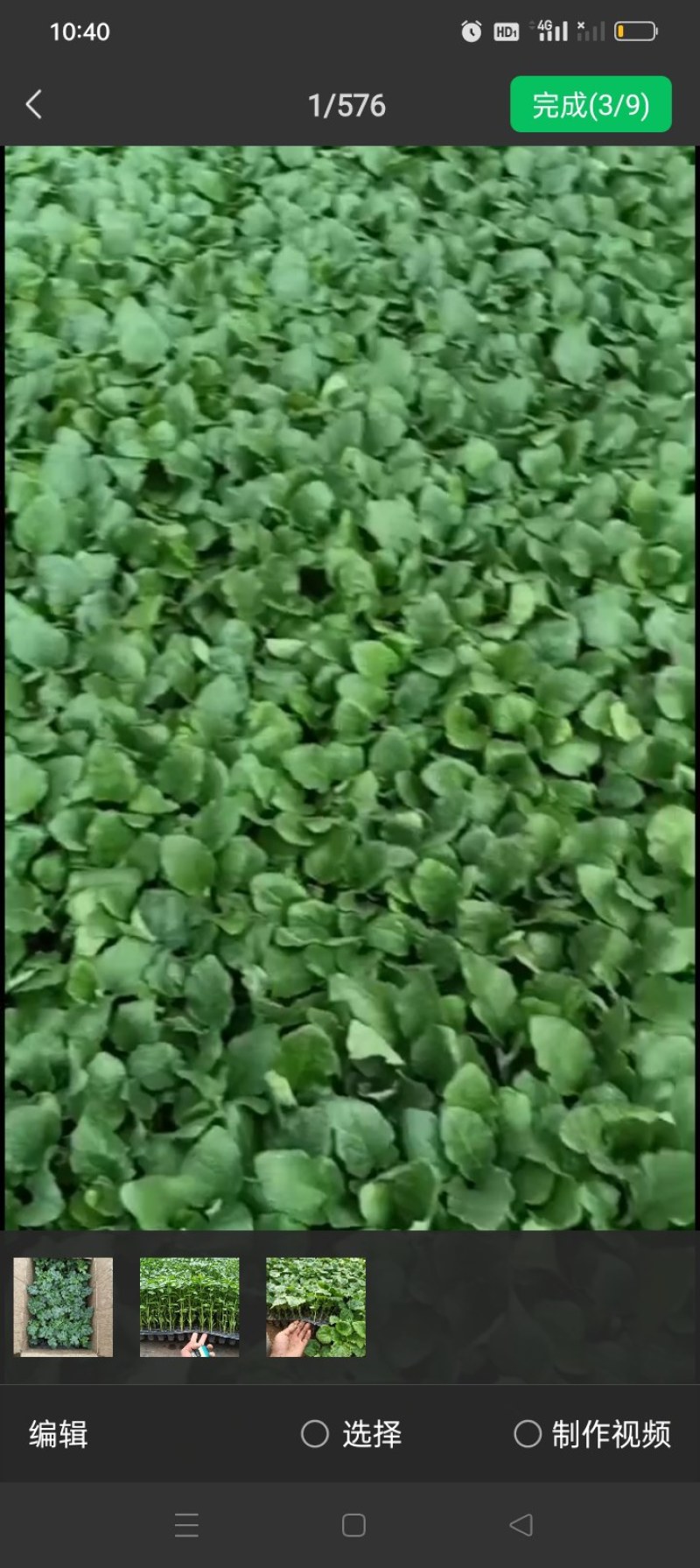 茄子苗