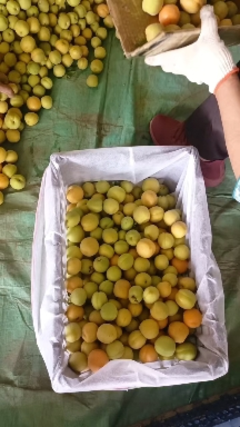 麦黄杏大量供应，辛集特产麦黄杏大量上市大量供应，几毛钱