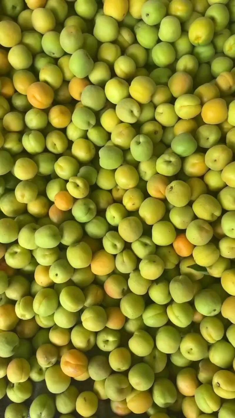 麦黄杏大量供应，辛集特产麦黄杏大量上市大量供应，几毛钱