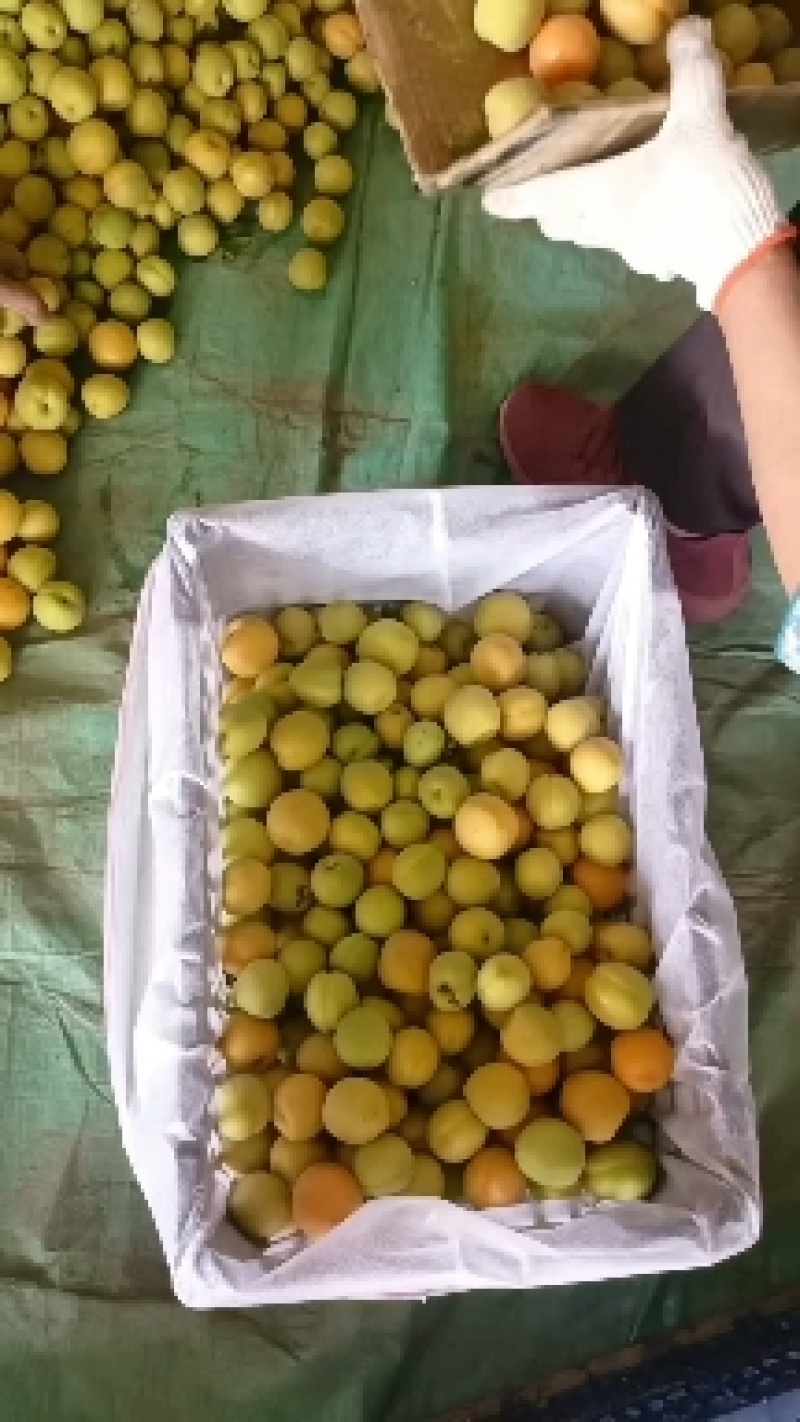 麦黄杏大量供应，辛集特产麦黄杏大量上市大量供应，几毛钱