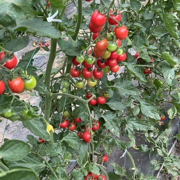 小番茄浙樱粉，黄妃小番茄