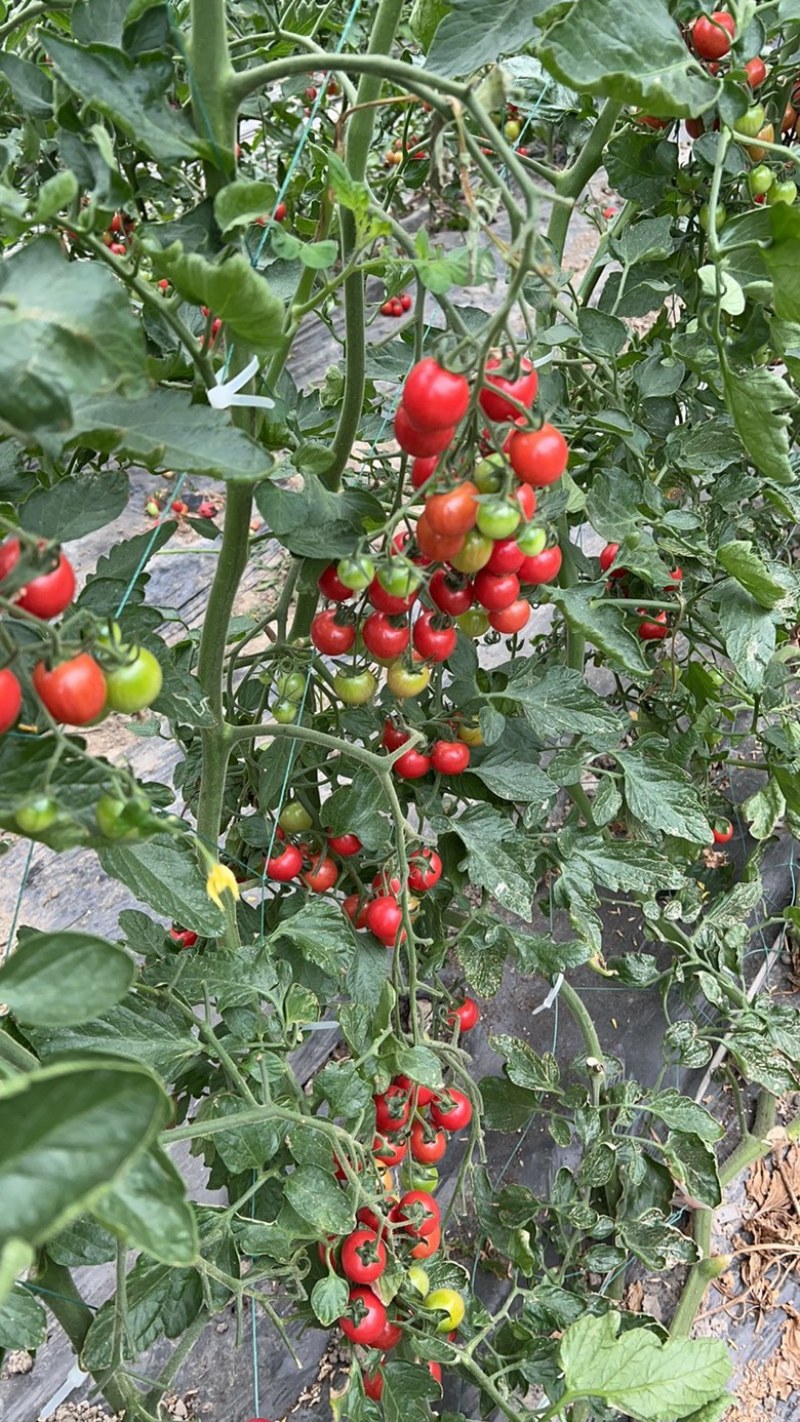 小番茄浙樱粉，黄妃小番茄