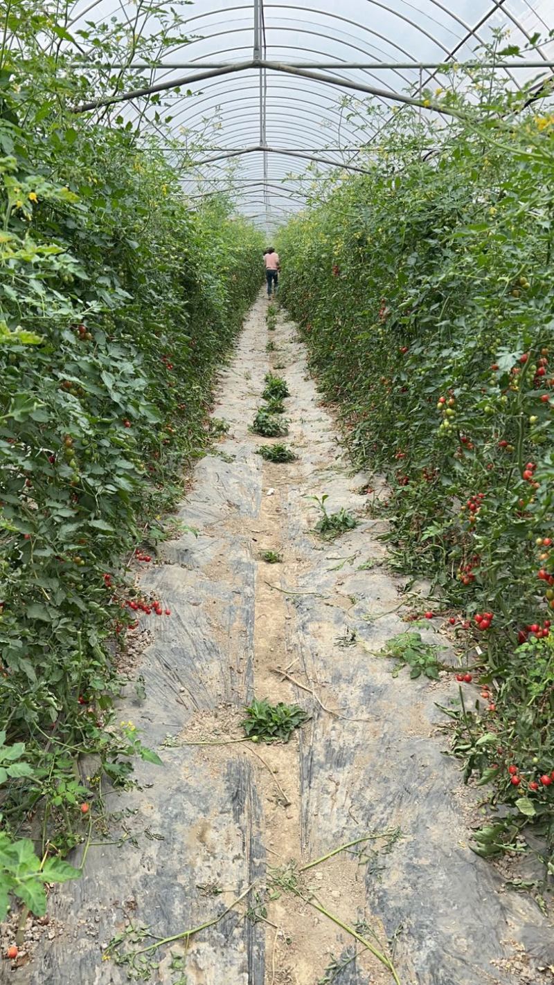 小番茄浙樱粉，黄妃小番茄
