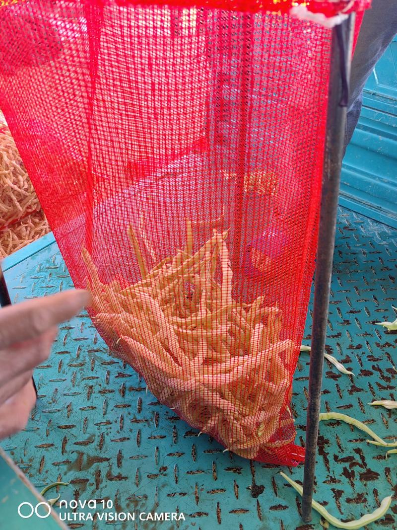 精品大量，白芸豆角欢迎老板采购！