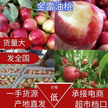 《火爆》湖北油桃大量上市，中油油桃，视频看货一手货源