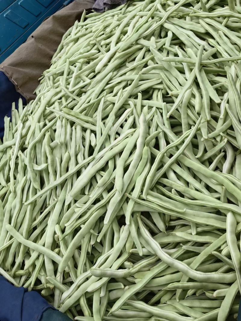 精品大量，白芸豆角欢迎老板采购！