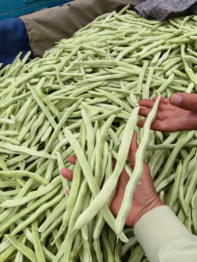 精品大量，白芸豆角欢迎老板采购！