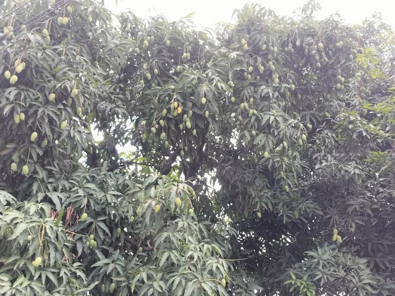 云南潞江坝大丰收，支持全国发货